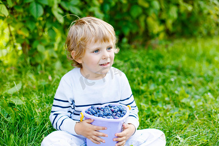 采摘蓝莓摄影照片_对有机蓝莓田农场采摘新鲜浆果的小小孩男孩