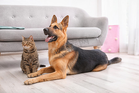 可爱的狗摄影照片_可爱的猫和狗在沙发附近休息。动物友谊