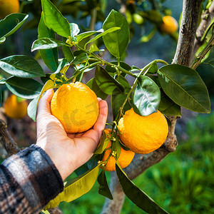 在柑橘林中采摘橙子的农民的手的特写。传统农业.