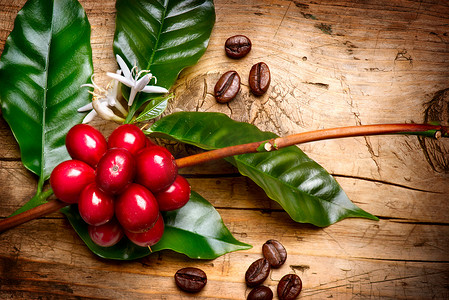 咖啡树。红色咖啡豆的咖啡树的树枝上