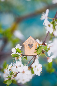 春季温馨摄影照片_有洞的木屋, 四周环绕着春天树木开花的树枝