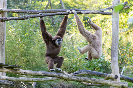 fighting摄影照片_Two swinging Gibbons, getting close to each other for a fight fighting for dominance, stopped motion