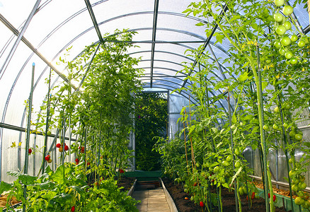 蔬菜温室所作的透明聚碳酸酯 
