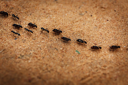 行军蚂蚁的群