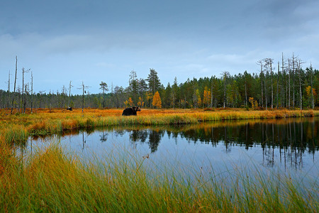 棕色的熊，围绕湖边散步 
