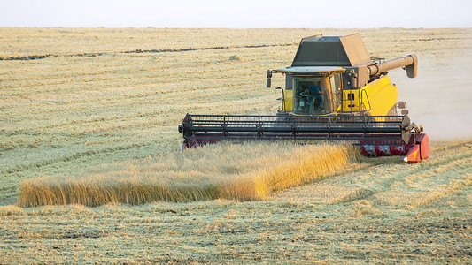 收割机正在田里收割小麦.谷物准备。农艺学和农业
