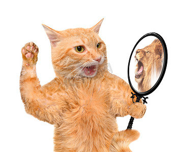 猫咪在镜子中，看到一只狮子反射.