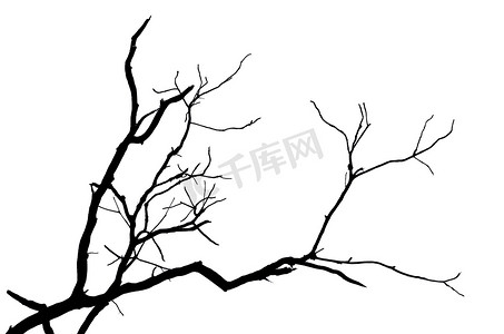 树剪影剪影摄影照片_孤立的树的剪影分支