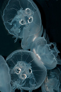 发光的水母在水里游泳