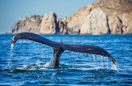 鲸鱼尾巴摄影照片_驼背鲸的尾巴