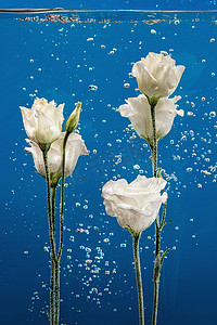 花水滴气泡蓝色背景白玫瑰紫菊花内