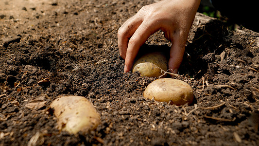 土豆地摄影照片_女农民在肥沃的花园土壤中种植有机土豆并覆盖在地面上的遮挡物。种植有机蔬菜的概念.