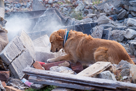 伤员摄影照片_狗在地震后的废墟中寻找伤员.