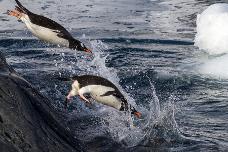 巴布摄影照片_巴布亚企鹅跳入水从岩石