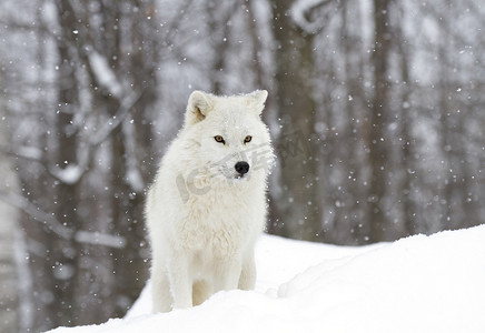 在加拿大寒冷的冬日，北极狼在雪地里捕猎