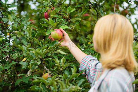 妇女持有苹果园背景。农场生产有机天然产品。女孩质朴的风格采集苹果收获花园的秋天天。农夫采摘成熟的果子从树。收获季节概念