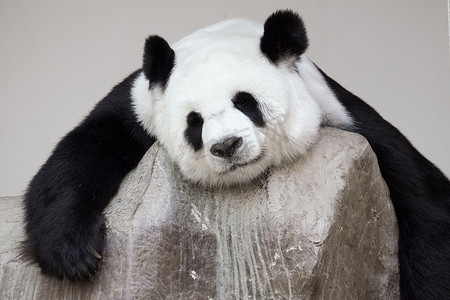 在岩石上摄影照片_孤独的大熊猫躺在岩石上