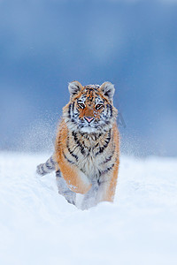 西伯利亚虎在雪林