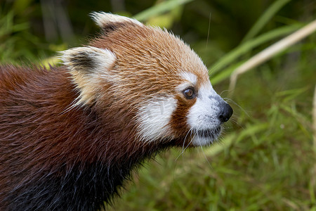 high摄影照片_Red panda looking to the right en profile. High quality photo