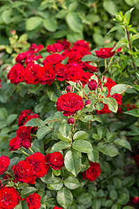 玫瑰花园摄影照片_玫瑰花园的花儿的照片