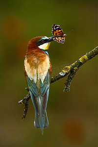 做核酸场面摄影照片_欧洲的食蜂鸟落在树枝上