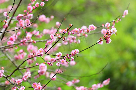 plum摄影照片_Plum flower blossom