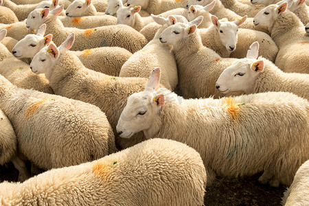 好奇摄影照片_苏格兰好奇的白羊和舒适羊毛的羊群
