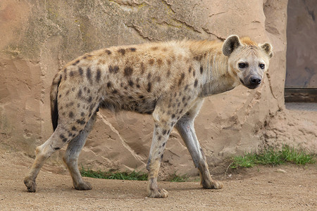 斑点鬣狗摄影照片_斑点鬣狗也被称为笑鬣狗.