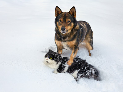 狗和猫摄影照片_狗和猫玩雪
