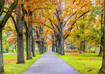 秋天，秋天的黄叶落在公园的树上 