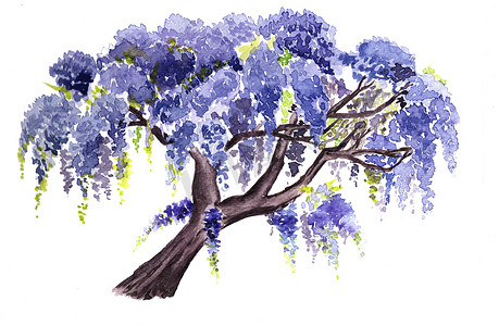 水彩树摄影照片_水彩的紫藤树