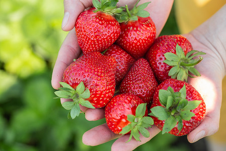 草莓植物。草莓灌木。草莓生长在花园里.成熟的浆果和树叶。有草莓植物的排行.