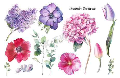 园形边框水彩水墨摄影照片_手绘花卉元素设置。水彩植物插图的郁金香, 绣球花, 海葵, 紫丁香花卉和桉树叶。在白色背景下隔离的自然物体
