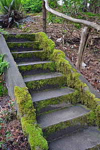苔藓摄影照片_花园里的苔藓楼梯