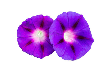 献血光荣摄影照片_两朵华丽的花朵清晨-光荣, 特写, 蕹, 空心菜花