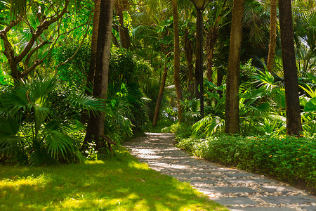 下午在热带丛林小道。在公园里的热带。在森林里的石板路