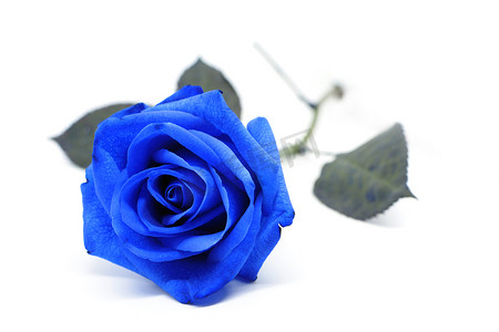 白色背景上的蓝玫瑰