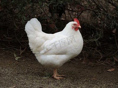 农场鸡摄影照片_鸡