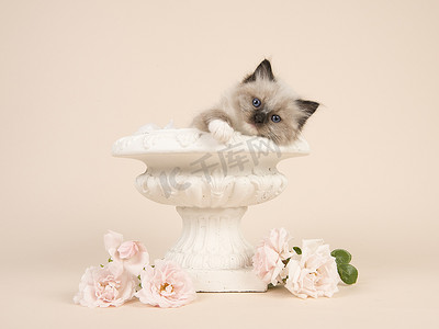 可爱的 6 周龄破布娃娃宝贝猫挂在花盆的边缘与白色的玫瑰和白色背景的蓝眼睛