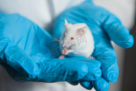 小白表情包摄影照片_一只白色的小白鼠，红眼，手里拿着一只戴着蓝色橡胶手套的科学家。女人在实验室的老鼠身上做实验.