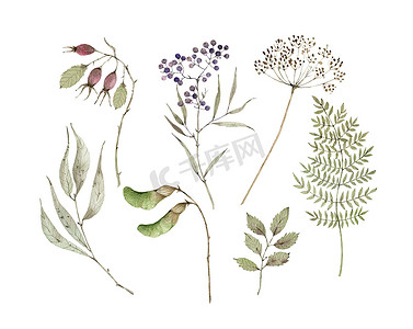 水彩画集植物元素，浆果，干枝和叶子。白底手绘
