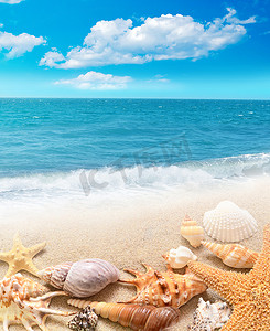 外壳和沙滩上的海星