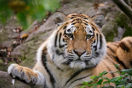 西伯利亚虎（英语：Tiger Panthera tigris altaica