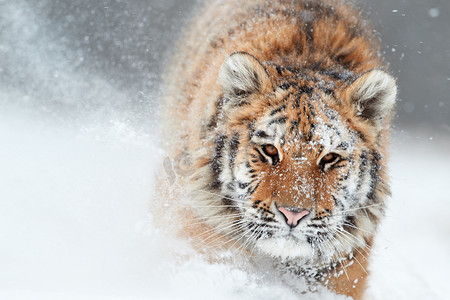 西伯利亚虎的肖像，潘瑟拉底格里斯阿尔塔卡，雄性毛皮雪，在暴风雪期间直接在深雪中跑在摄像机前。太极环境，严寒，冬天。前视图.