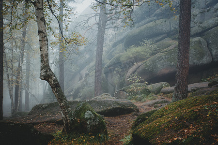 秋天童话摄影照片_在雾中的神秘的黑暗旧森林中的树木。秋天的早晨。公平