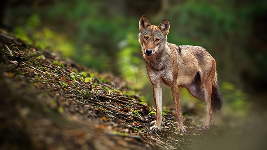 森林报警摄影照片_用复制空间从正前方向森林中的狼对视摄像头报警.