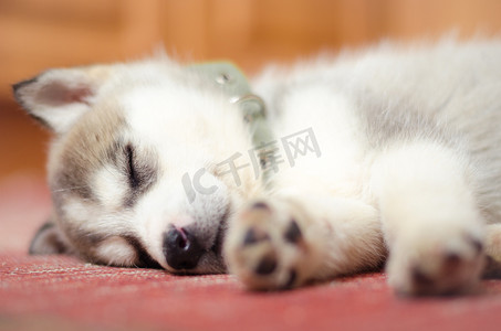 西伯利亚雪橇犬小狗睡在老红古董地毯上的家.