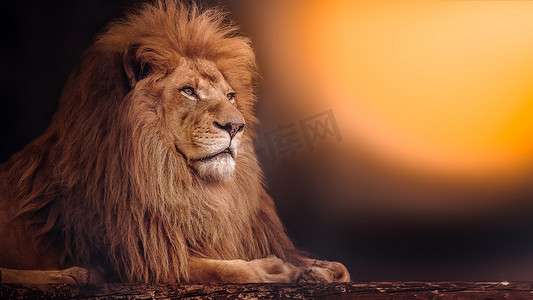 雄狮躺在夕阳西下.非洲狮子.