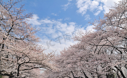 美丽的樱花树