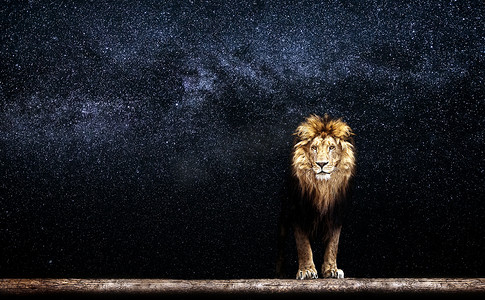 美丽的狮子的肖像